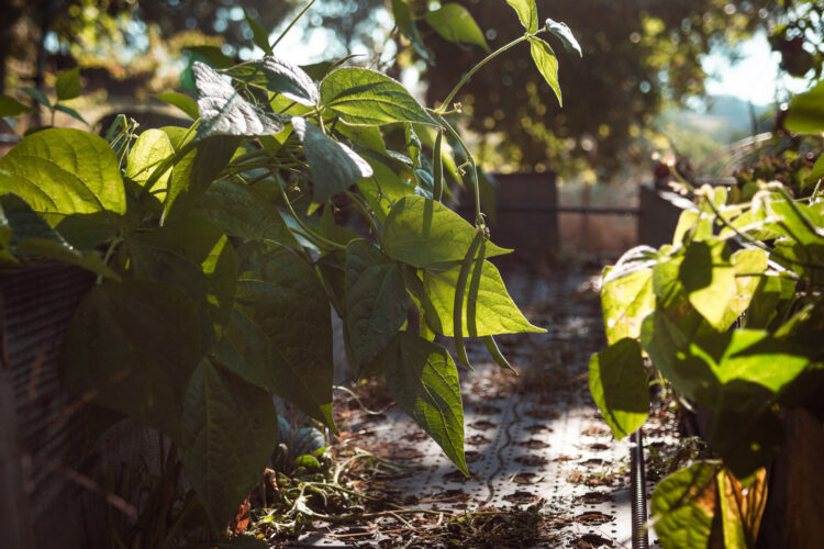 Crops in Tight Spots: Bean Alley